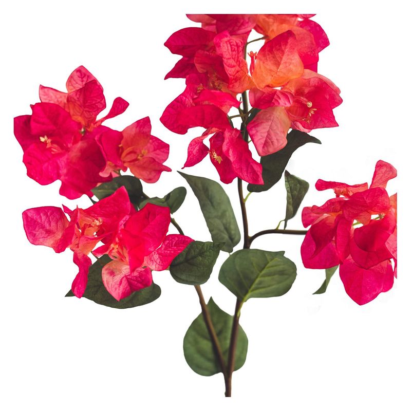 LE BOUQUET - Bugambilia