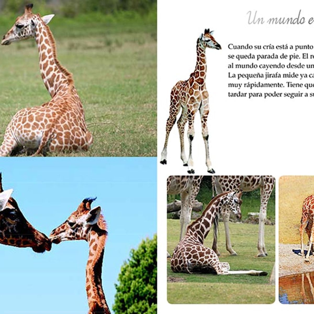 RETAILEXPRESS - Los Animales Del Mundo