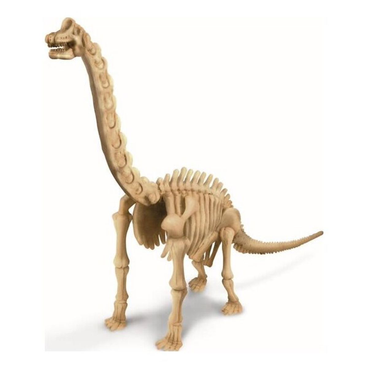 4M - Excava Braquiosaurio