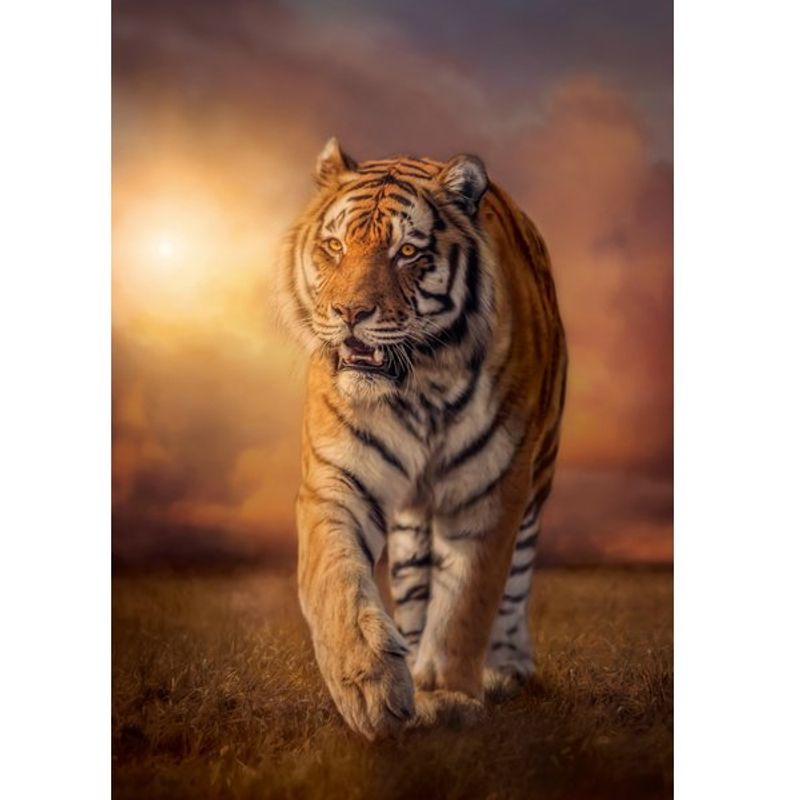 CLEMENTONI - Puzzle 1500 Pcs Tigre