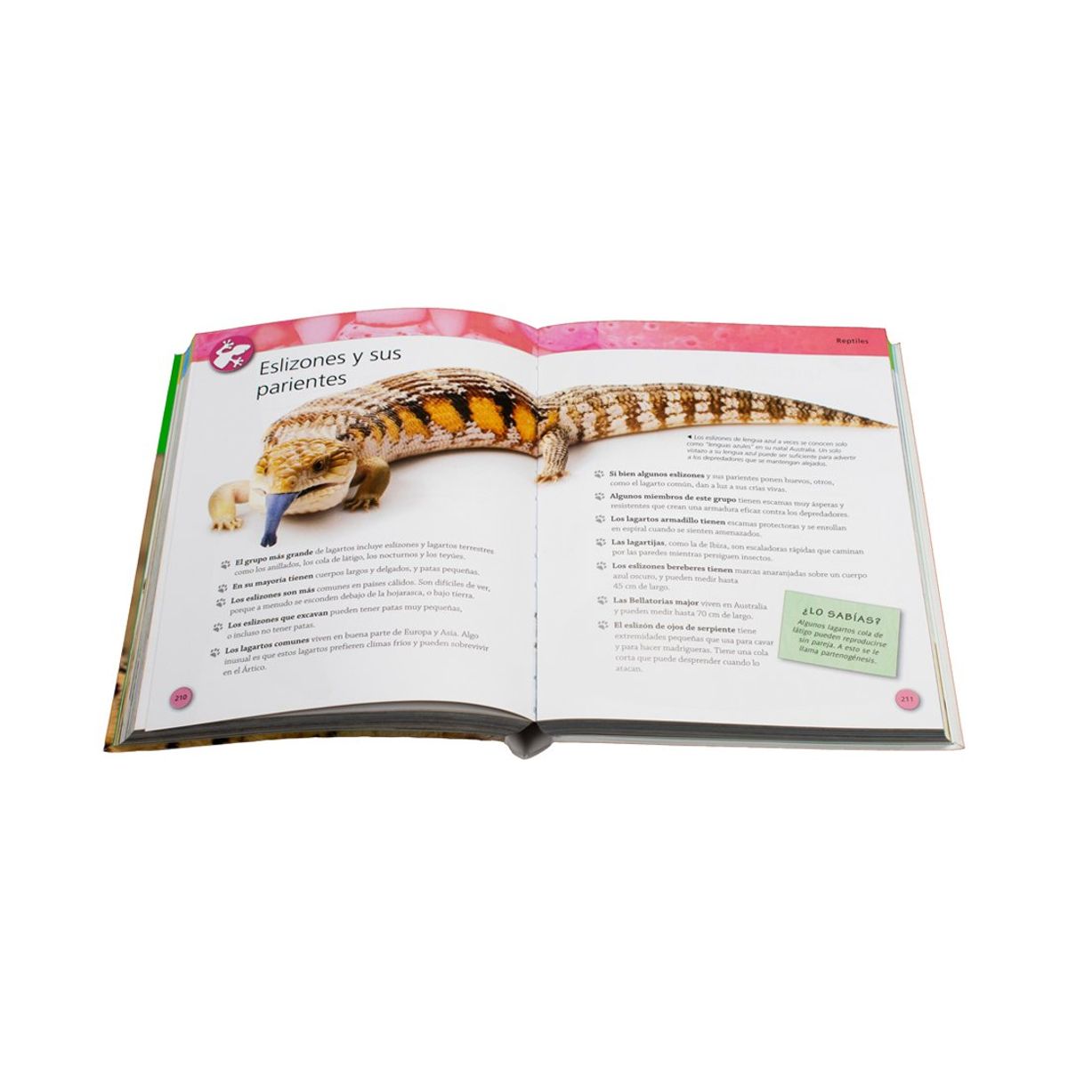 SILVER DOLPHIN - Enciclopedia de los Animales