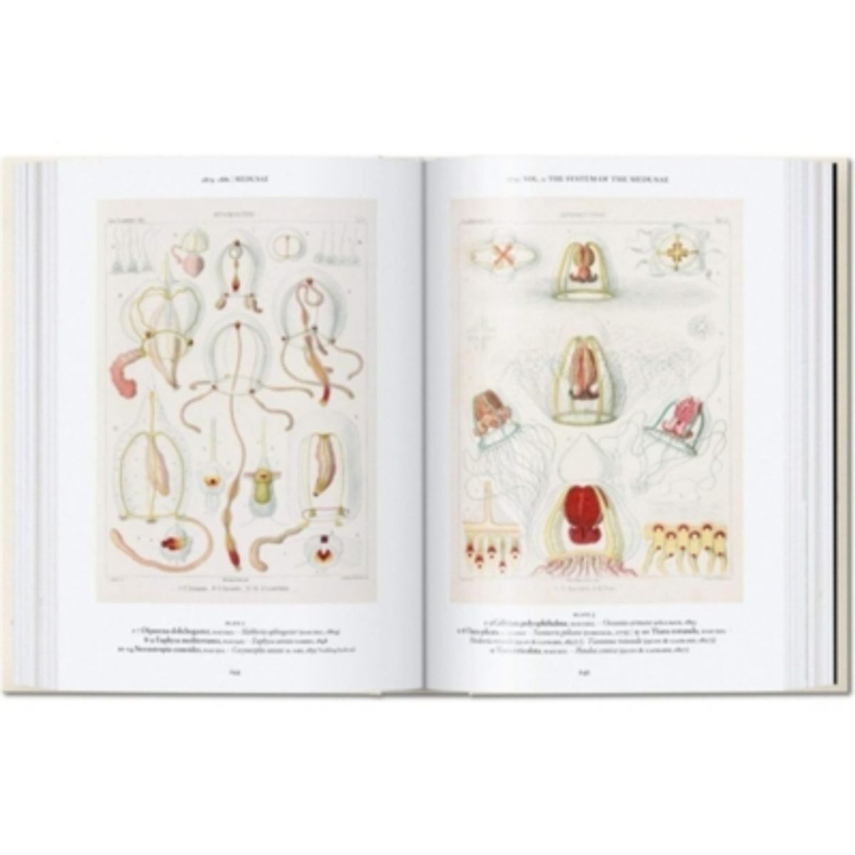 TASCHEN - Colección 40 aniversario  - Ernst Haeckel