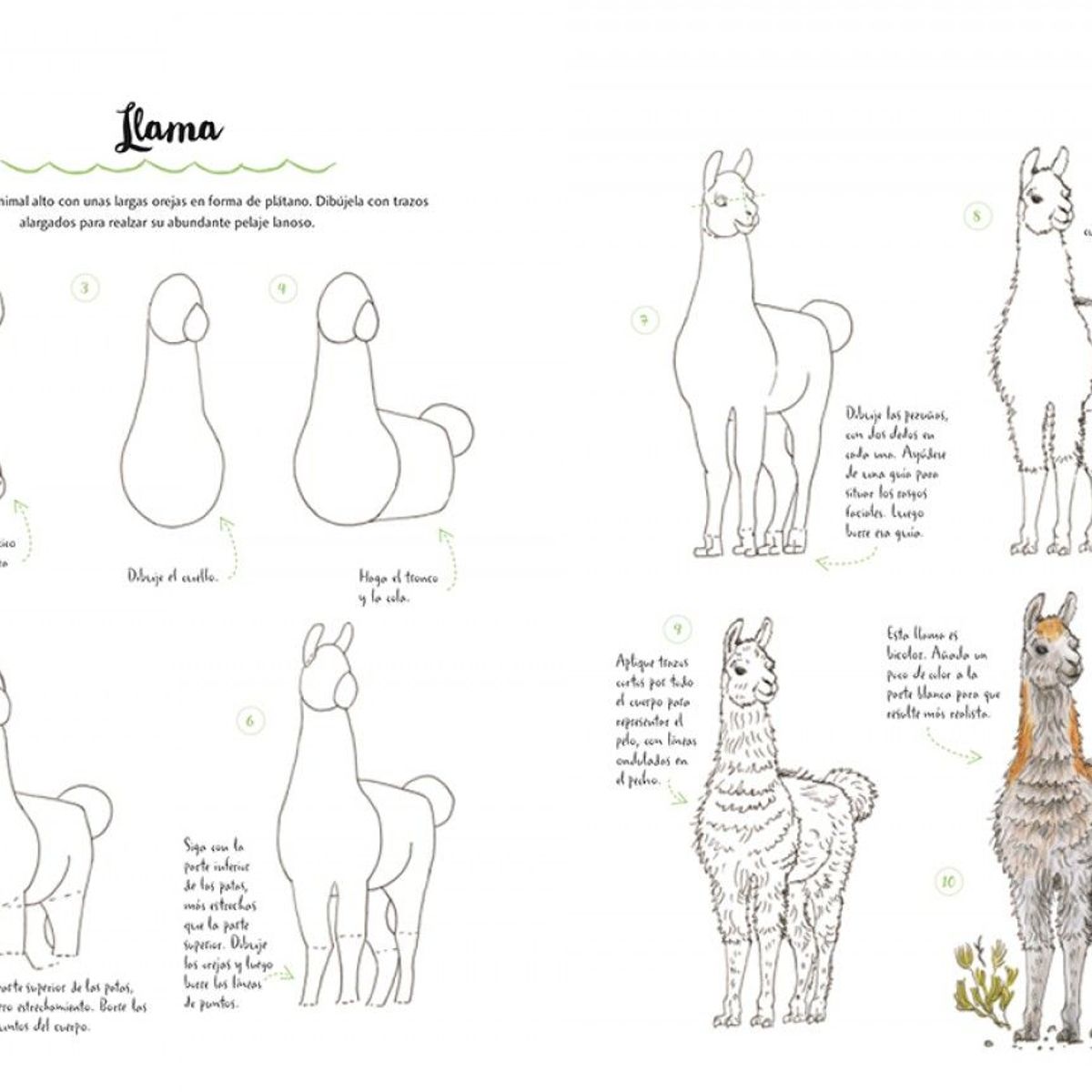 EDITORIAL CONTRAPUNTO - Dibujar En 10 Pasos - Animales