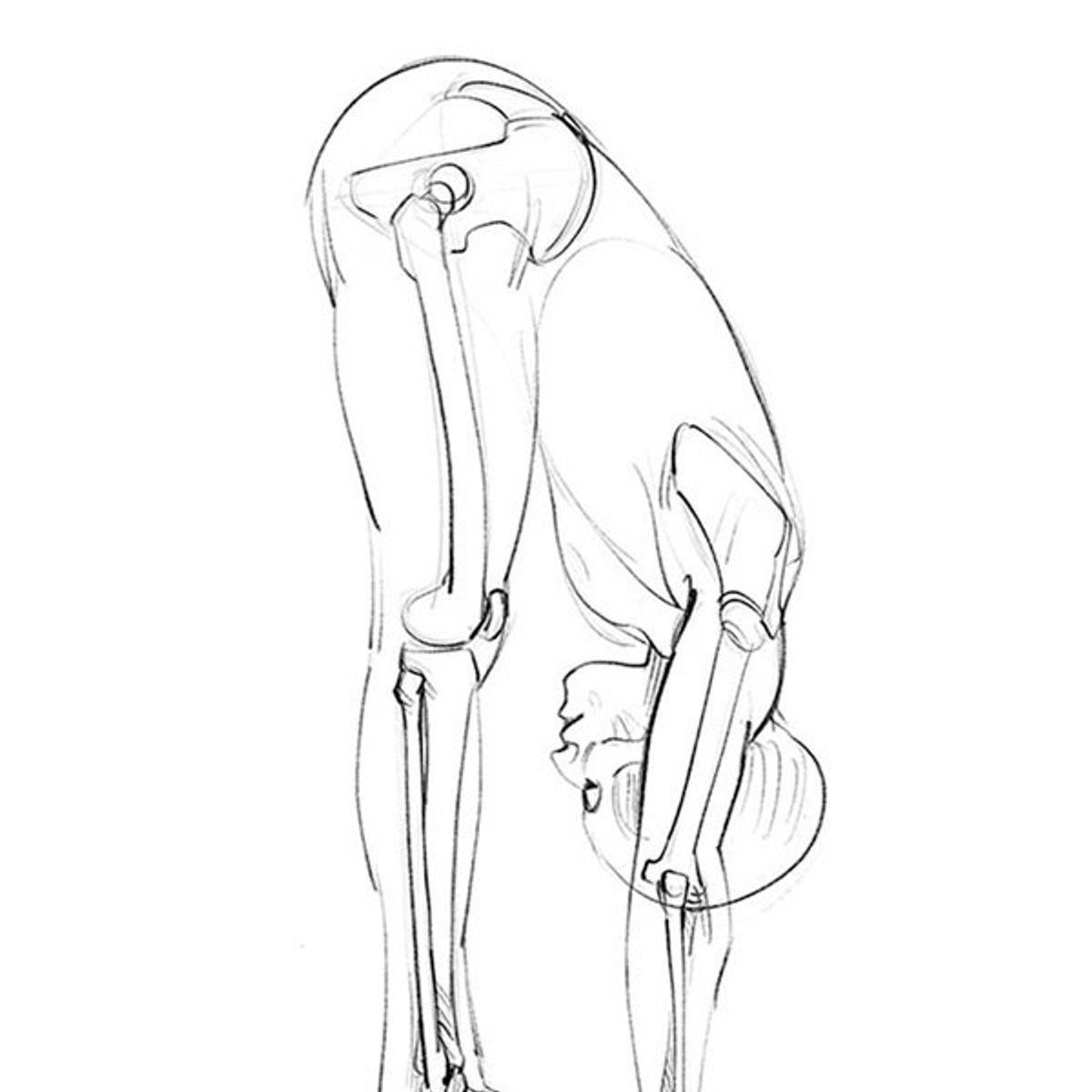 GUSTAVO GILI - Anatomía Artística 5