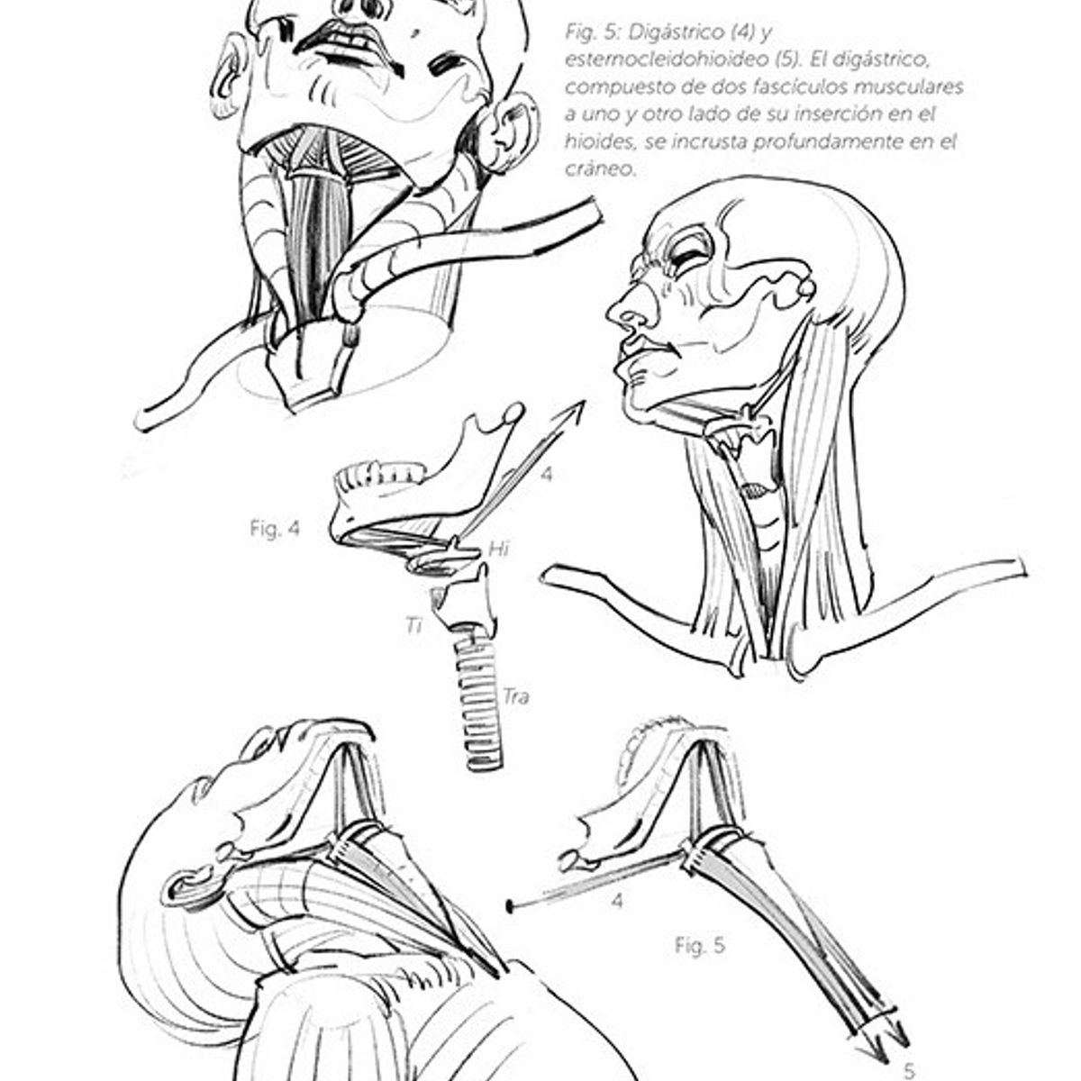 GUSTAVO GILI - Anatomía Artística 5
