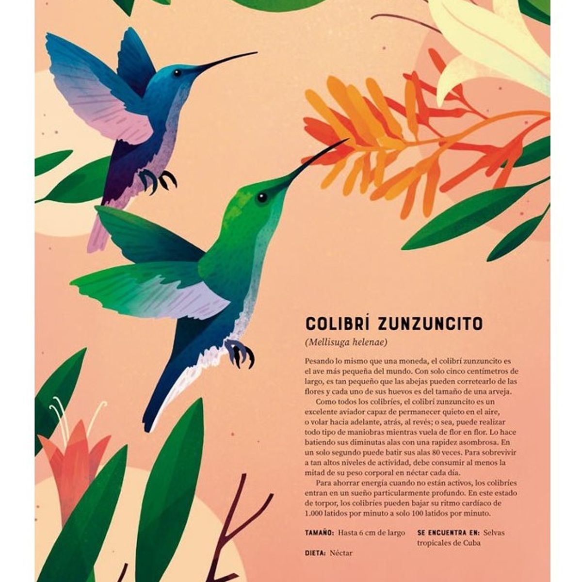 EDITORIAL CONTRAPUNTO - Enciclopedia De Animales