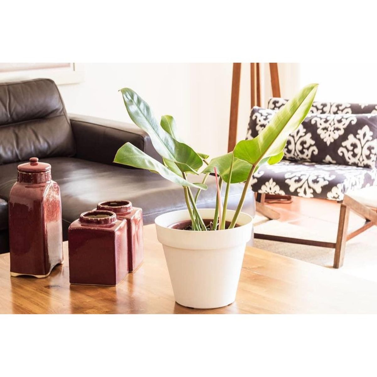 DECOGREEN - Macetero de bamboo biodegradable decogreen clásica - blanca 25x25x17