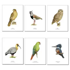 ANDES1 - Set De 6 Láminas Pájaros De Chile Diseño 2