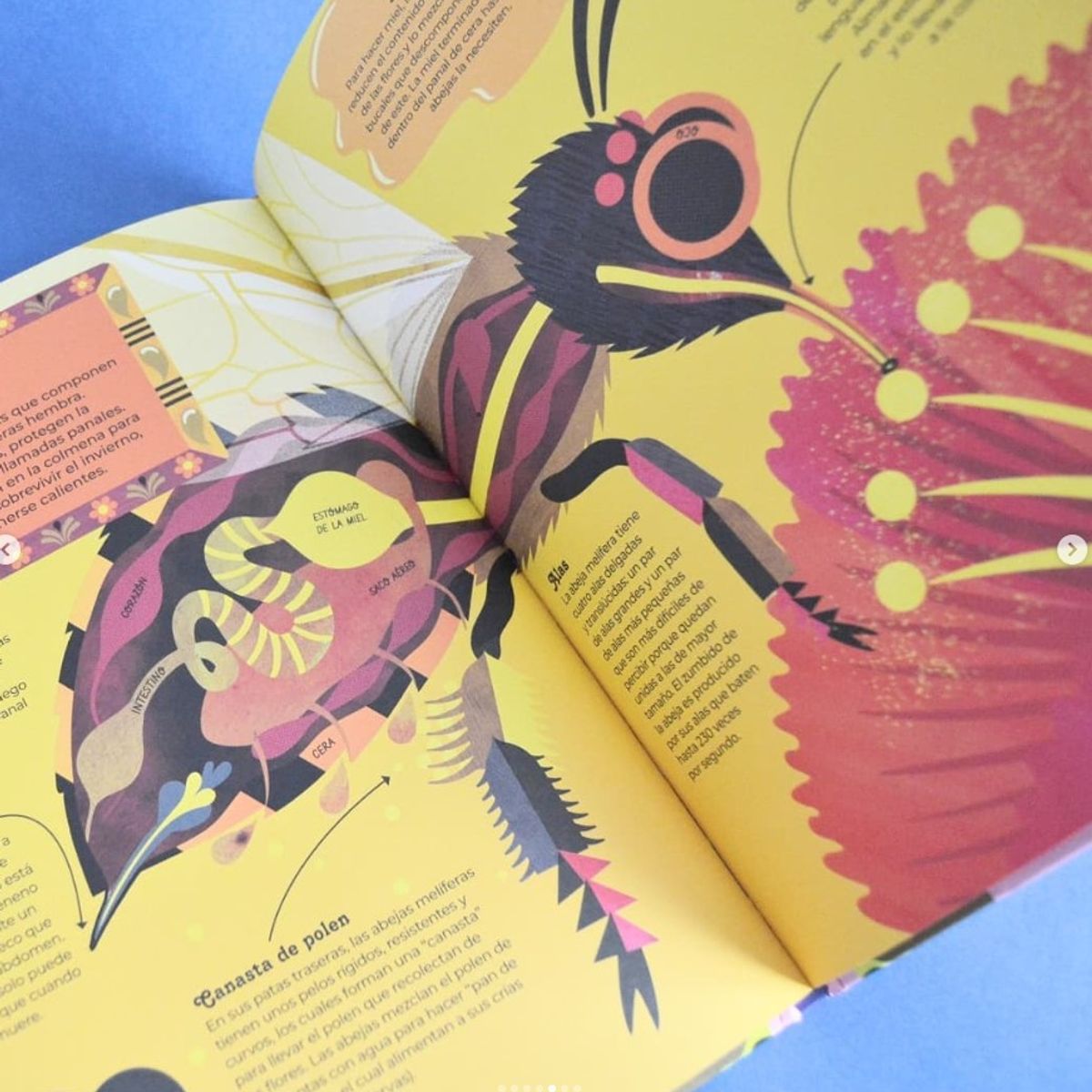 EDITORIAL CONTRAPUNTO - Animales Por Dentro de Editorial Contrapunto