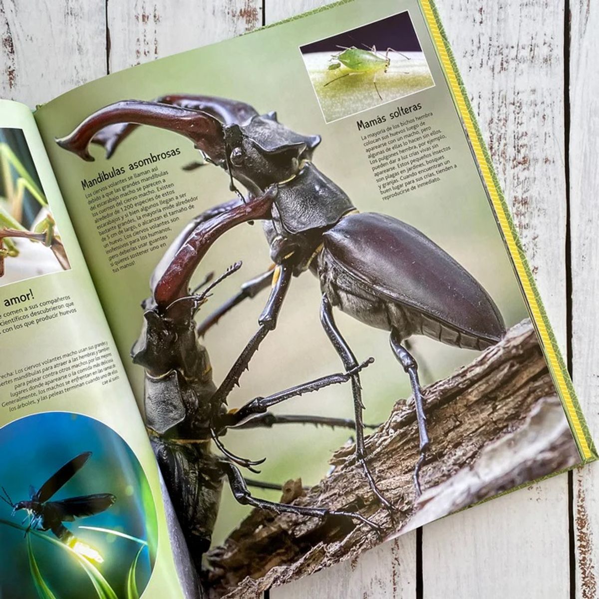 EDITORIAL CONTRAPUNTO - Bichos (con App)