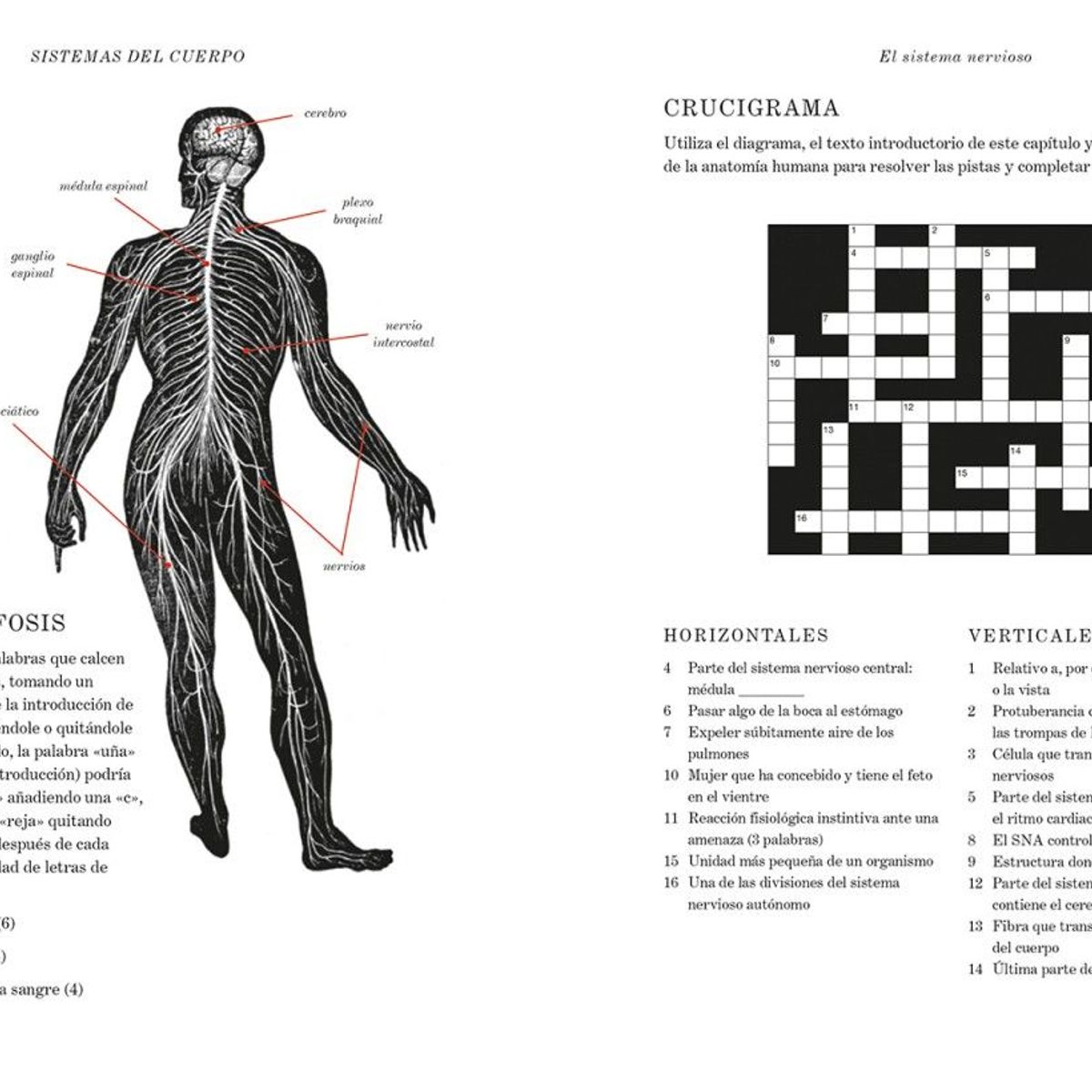 EDITORIAL CONTRAPUNTO - Anatomía De Gray. Retos Y Acertijos