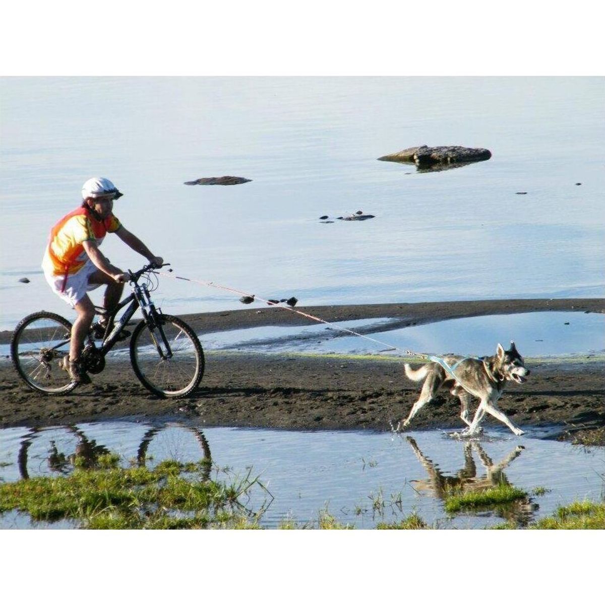 ARNESES CHILE - Arnés Para Perro Canicross O Bikejöring Oficial IFSS