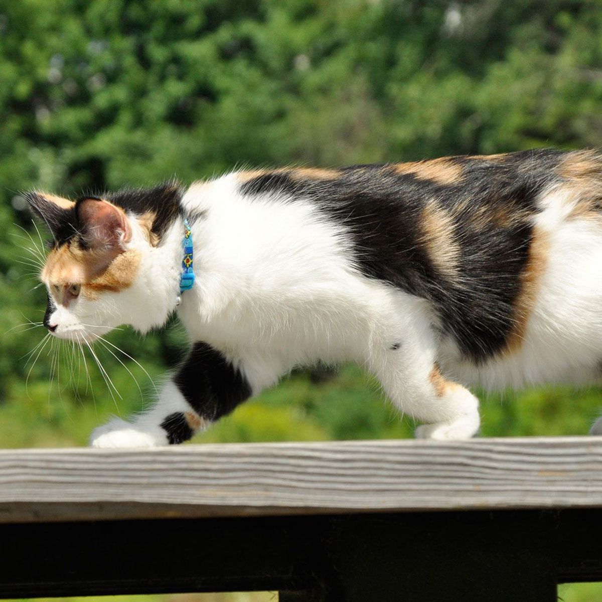 COASTAL - Collar Para Gato Coastal Diseño Fashion Resolve