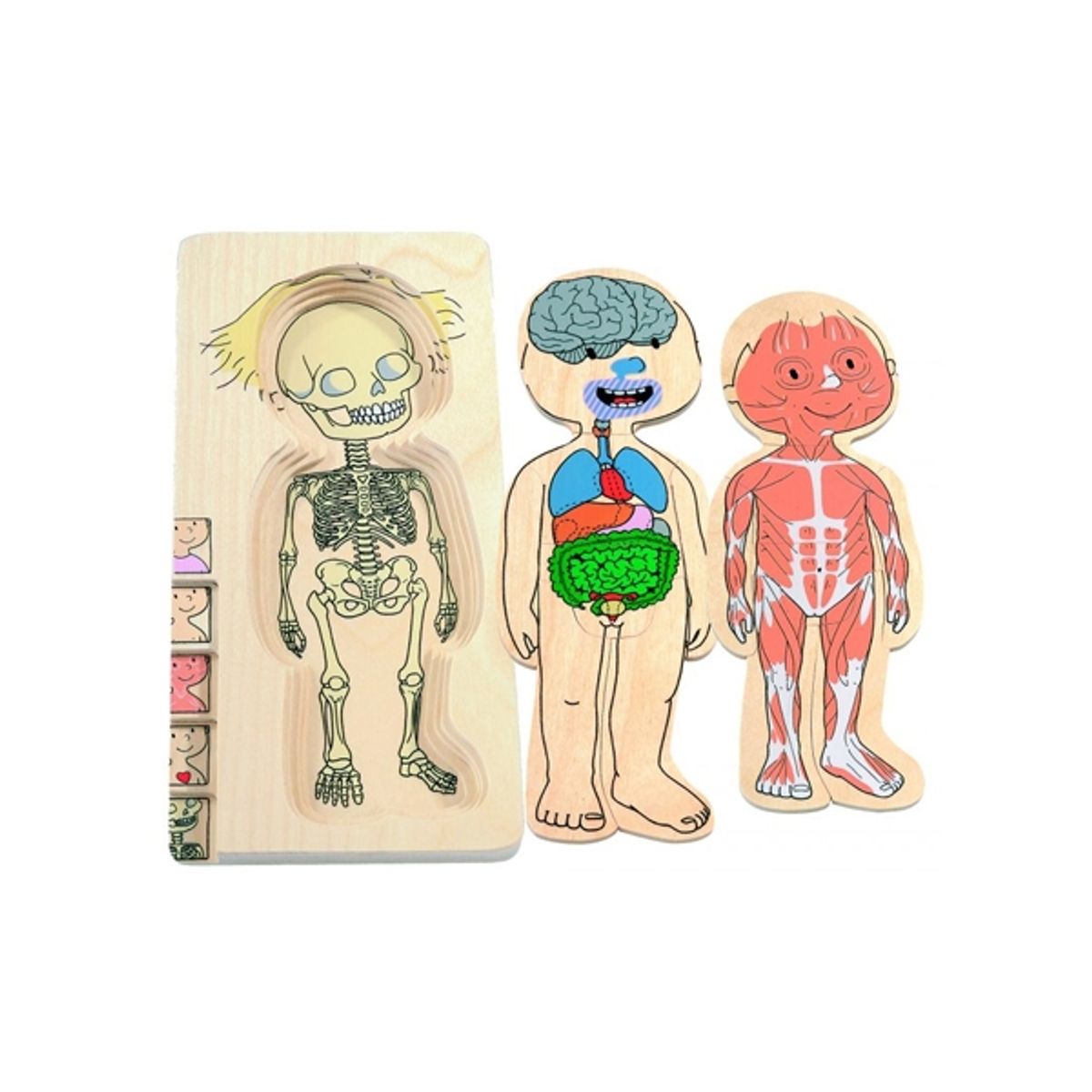 SEIGARD - Puzle De Capas Del Cuerpo Niña 17128 Color Variado