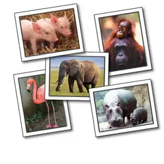 SEIGARD - Set De Tarjetas Animales 45 Und. KE845011 Color Variado