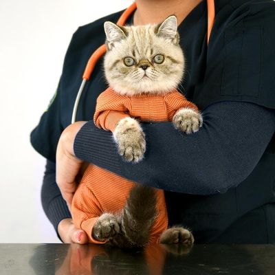 Imagen 2 del producto Body Cobre Kimba Completo -Talla 5 (7,5 - 10 Kg)