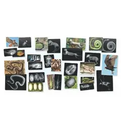 SEIGARD - Radiografías E Imágenes De Animales R5910 Color Variado