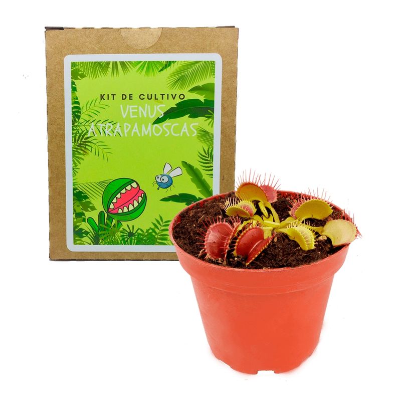 GENERICO - Kit Cultivo Venus Atrapamoscas Planta Carnívora