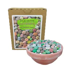 GENERICO - Lithops Kit De Cultivo La Planta Piedra