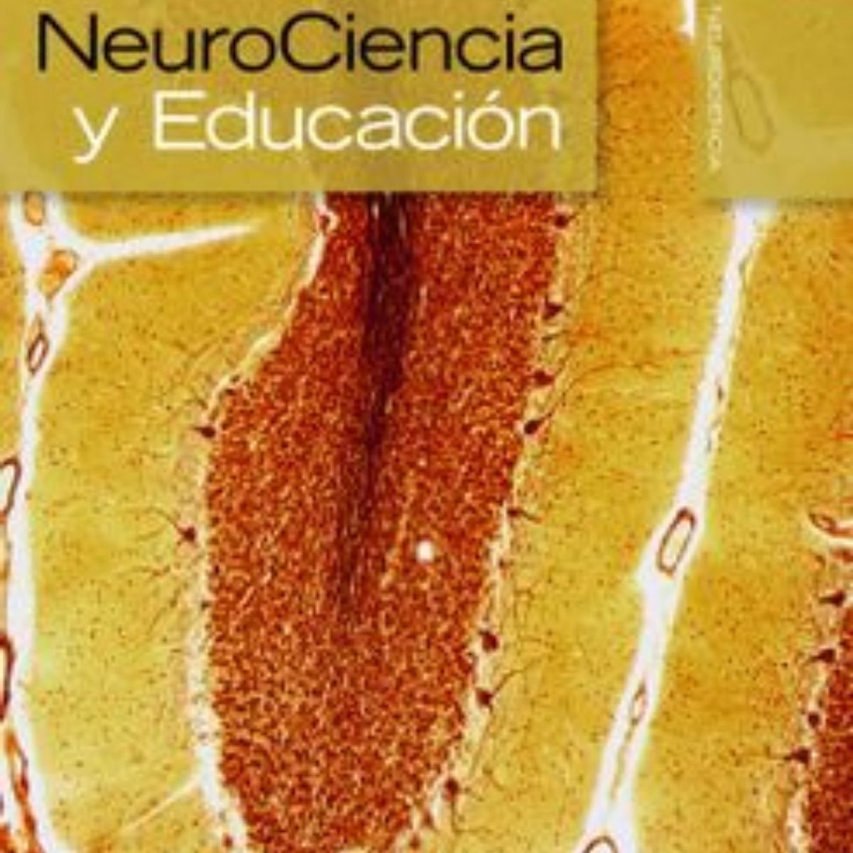TOP10BOOKS - LIBRO Neurociencia Y Educación - T. Ortiz