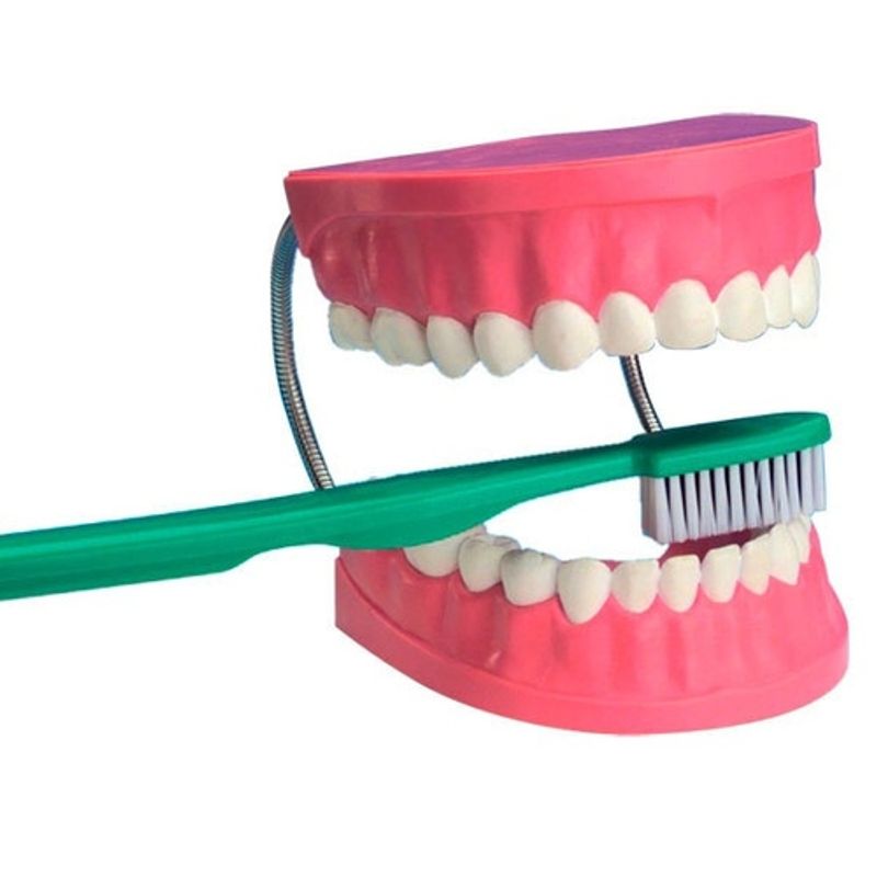 SEIGARD - Modelo Anatómico Dentadura 1 Piezas TH001 Color Variado