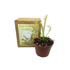 GENERICO - Kit De Cultivo Planta Carnívora Drosera Capensis