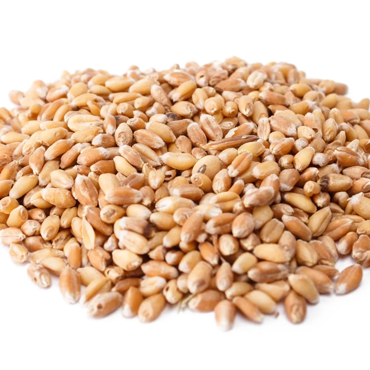 GENERICO - Semilla De Trigo Tipo Wheatgrass 5 Kilogramos