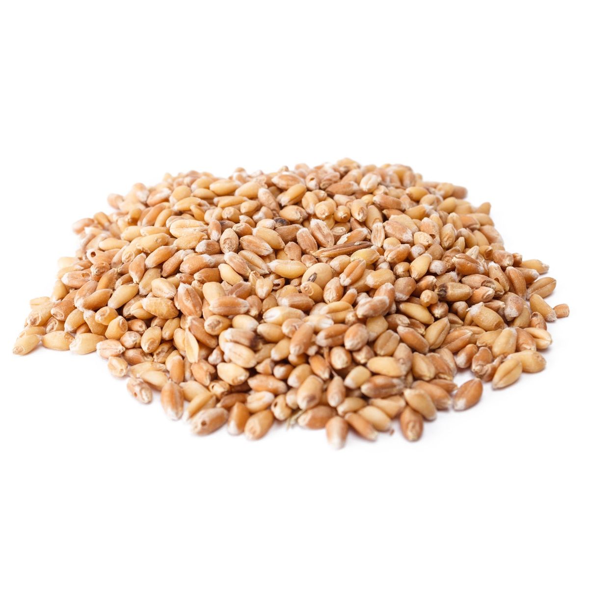 GENERICO - Semilla De Trigo Tipo Wheatgrass 5 Kilogramos