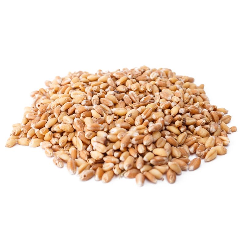 GENERICO - Semilla De Trigo Tipo Wheatgrass 5 Kilogramos