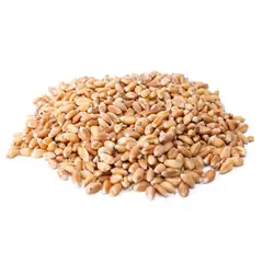 GENERICO - Semilla De Trigo Tipo Wheatgrass 5 Kilogramos