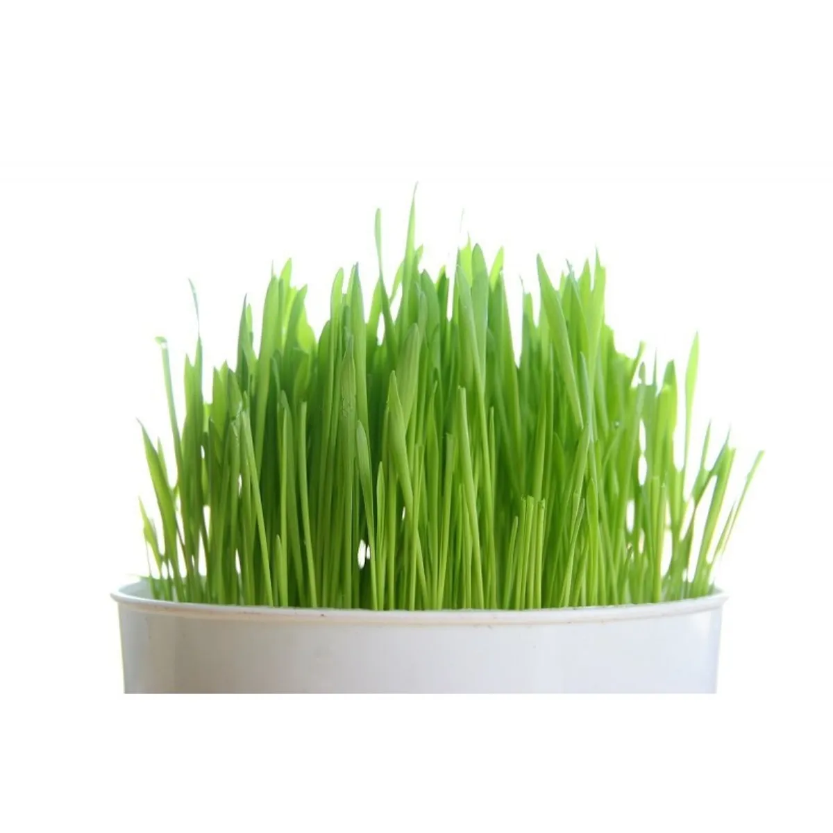 GENERICO - Semilla De Trigo Tipo Wheatgrass 5 Kilogramos