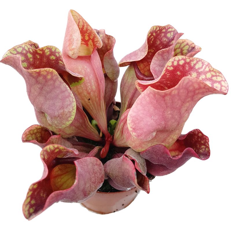 GENERICO - Kit De Cultivo Sarracenia Purpurea Planta Carnívora