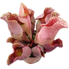 GENERICO - Kit De Cultivo Sarracenia Purpurea Planta Carnívora