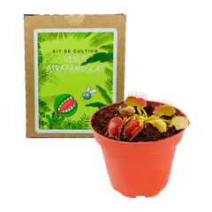 GENERICO - Kit De Cultivo Venus Atrapamoscas Planta Carnívora