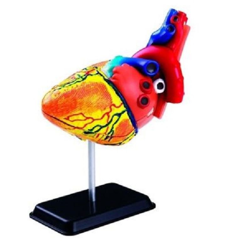 SEIGARD - Modelo Anatómico Del Corazón SK009 Color Rojo