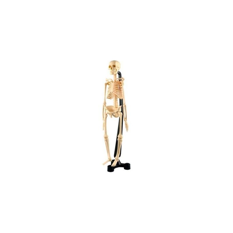 SEIGARD - Modelo De Esqueleto 45 cm SK046 Color Variado