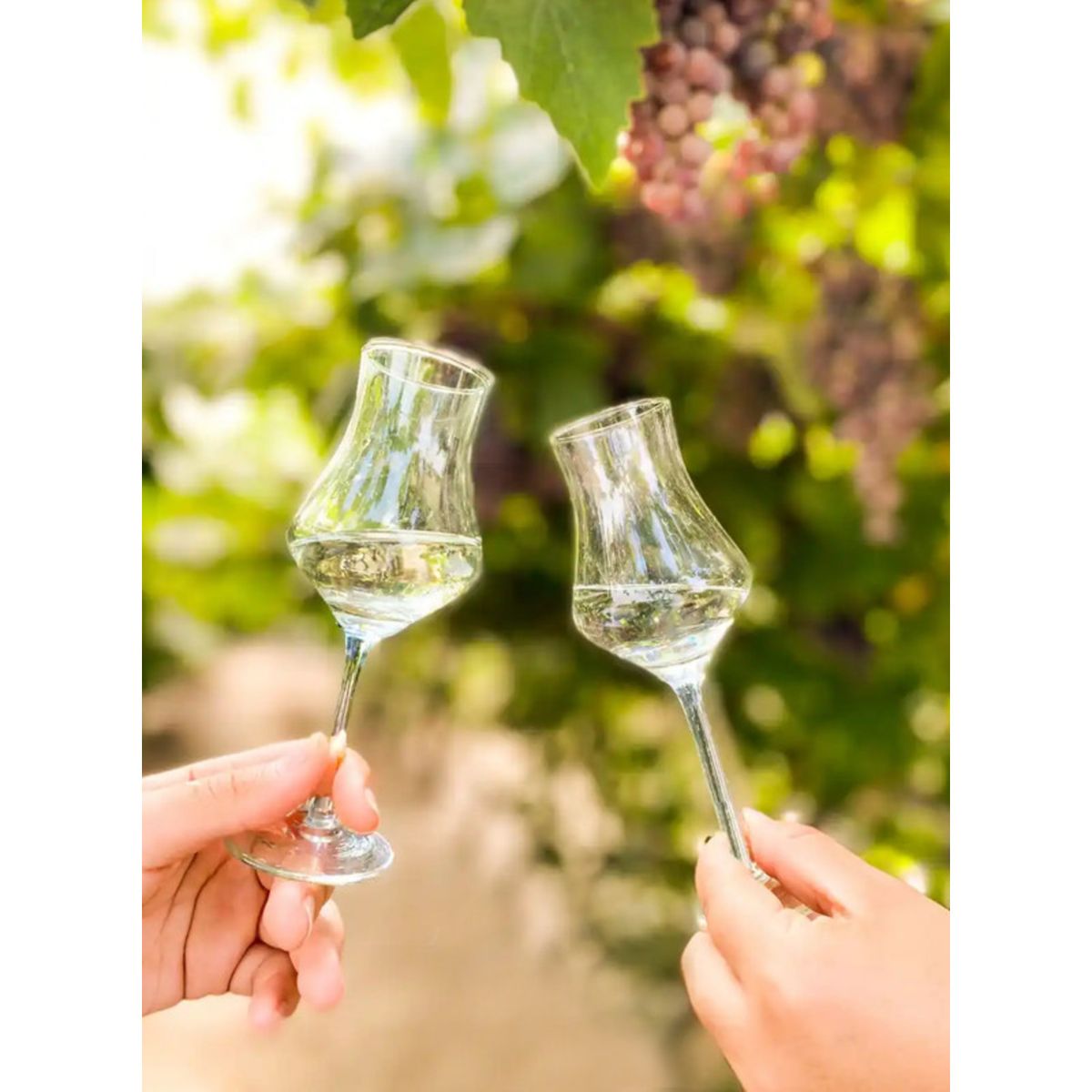 TABERNERO - Destilado de Uva Tabernero Tradicion (Quebranta), Perú