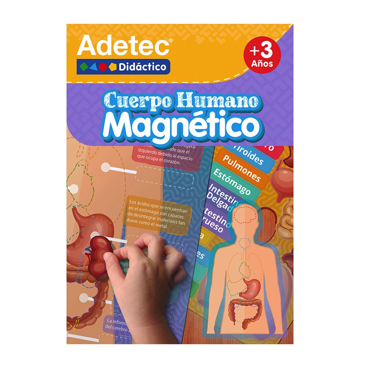 ADETEC - Juego Didáctico Cuerpo Humano Láminas Magnéticas +3 años