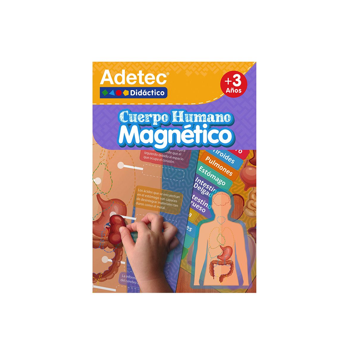 ADETEC - Juego Didáctico Cuerpo Humano Láminas Magnéticas +3 años