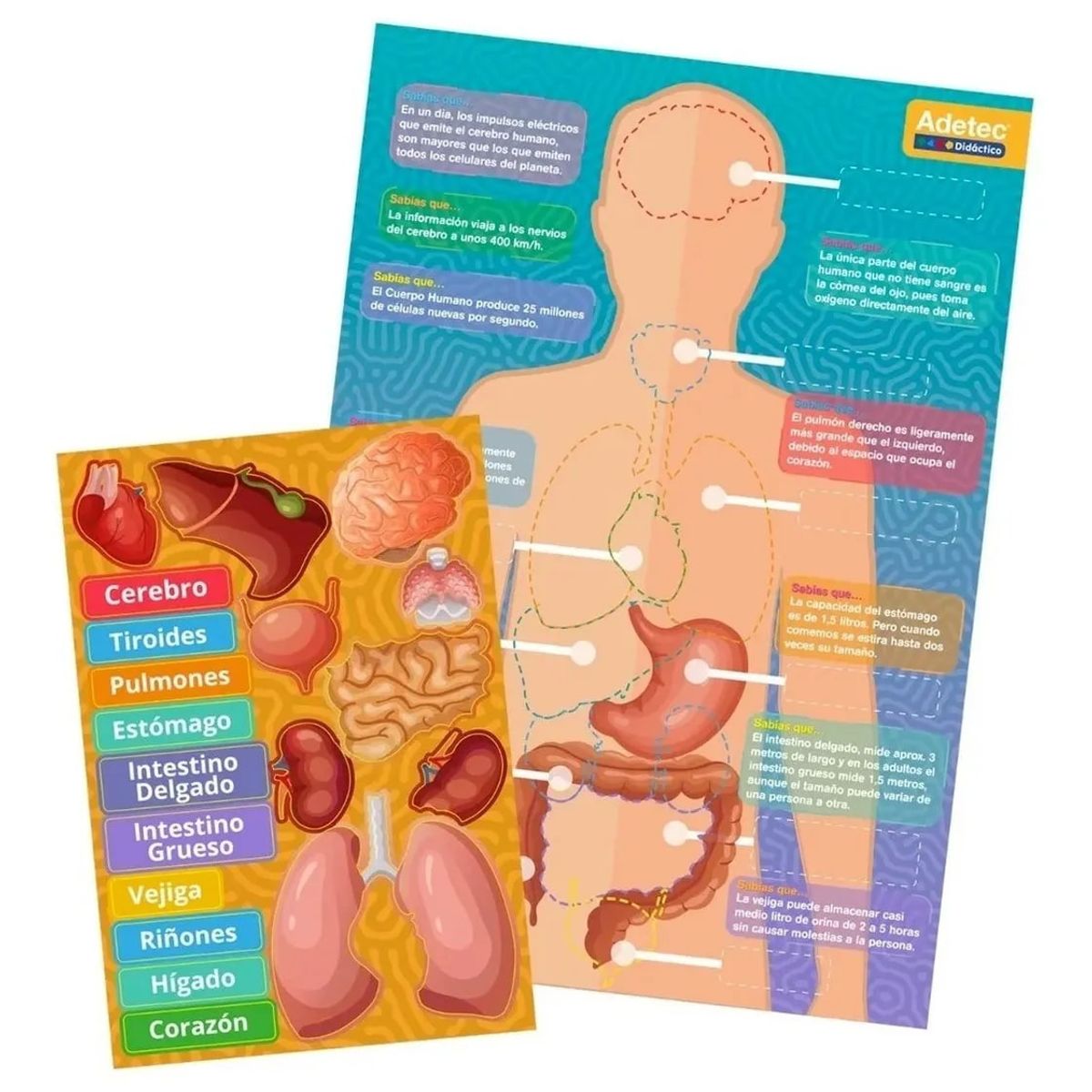 ADETEC - Juego Didáctico Cuerpo Humano Láminas Magnéticas +3 años