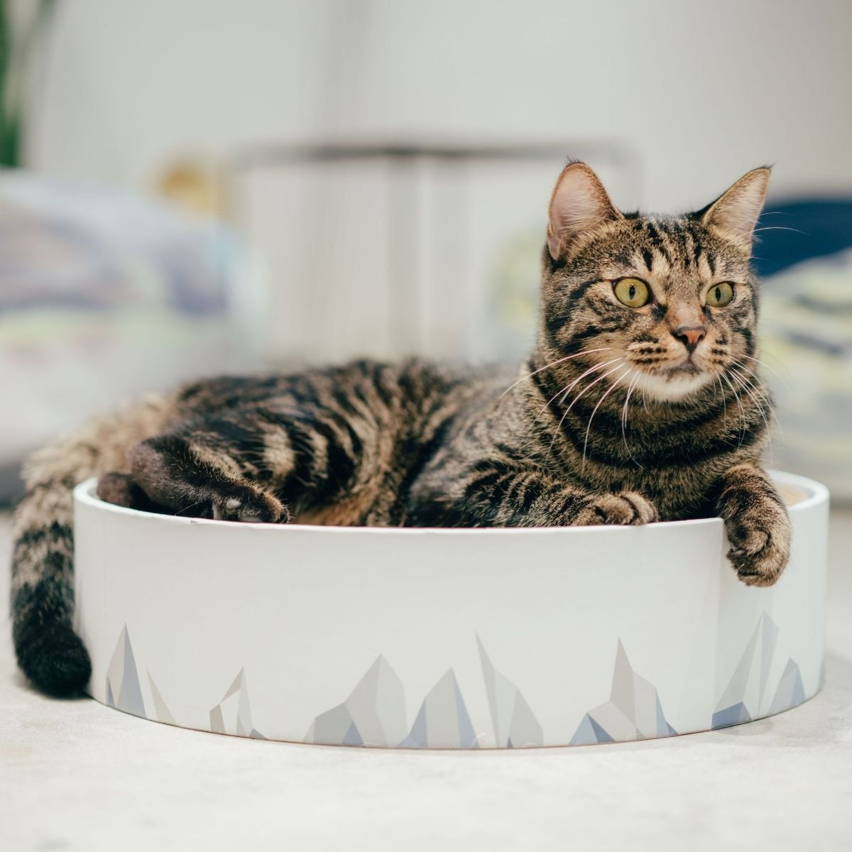 PIDAN - Rascador Multifuncional Para Tu Gato 2 En 1 - Pidan®