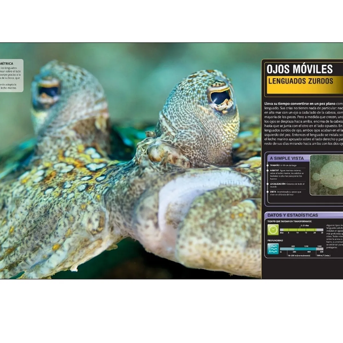 EDITORIAL DK - Dk Enciclopedia Super Tiburones