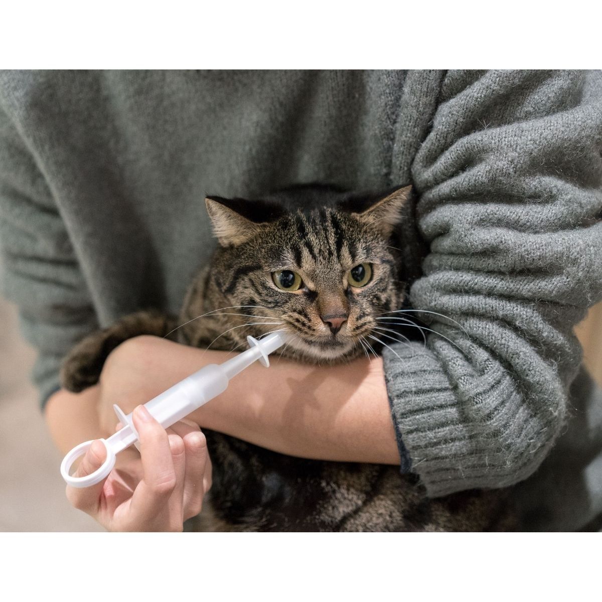 PIDAN - Pidan® Jeringa Medicación Oral Mascotas Perros Gatos Bebé