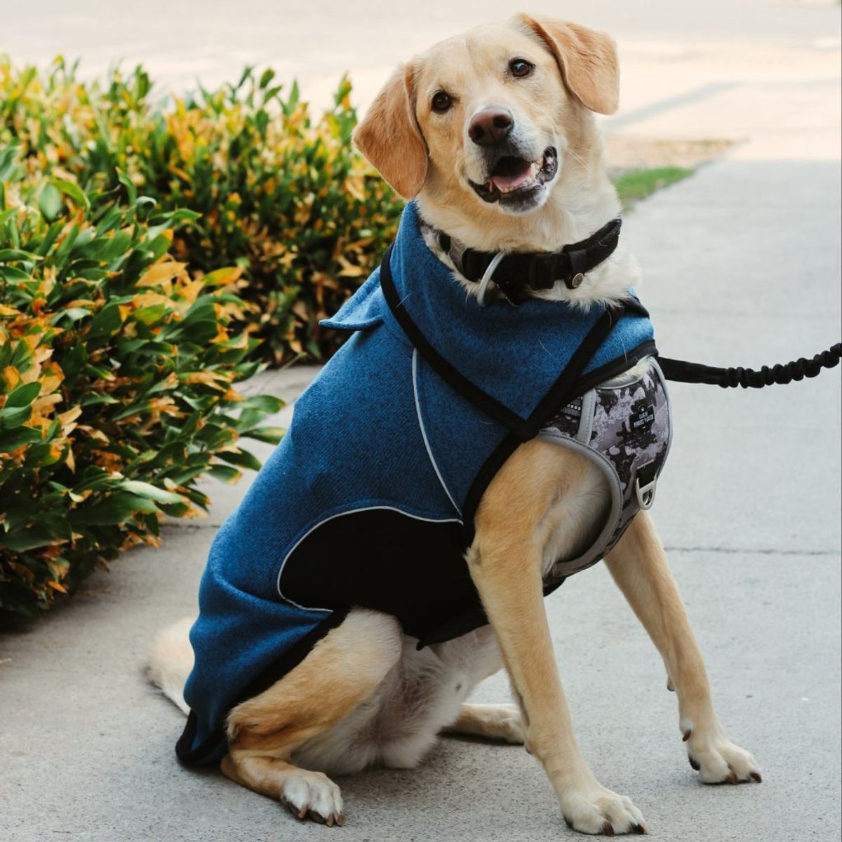 KIMBAPETS - Chaqueta Mascota Onix - Petróleo Talla M