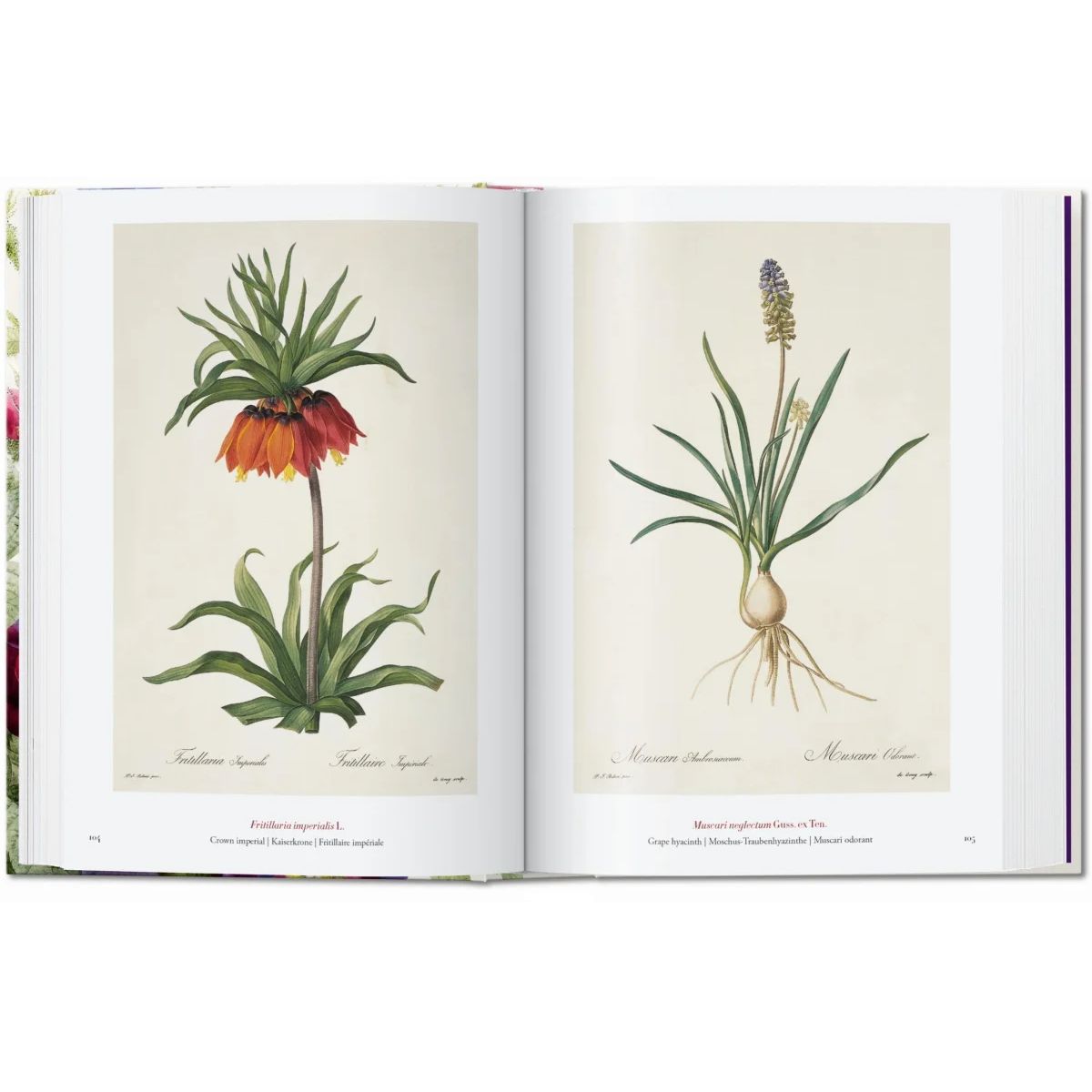 TASCHEN - 40 - Redoute. El Libro De Las Flores