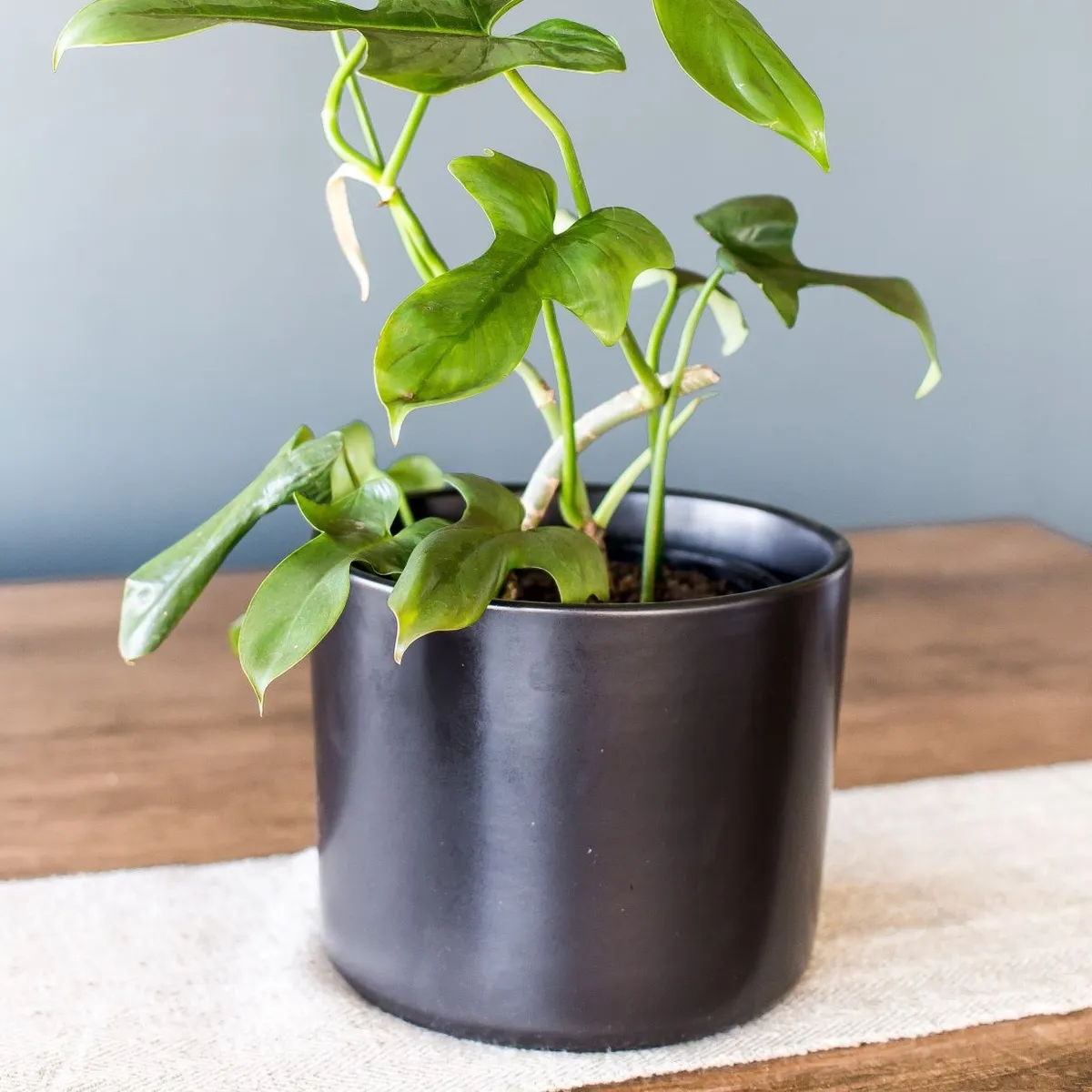 PLANT ME - Porta Macetero de Cerámica Negro Danes M.