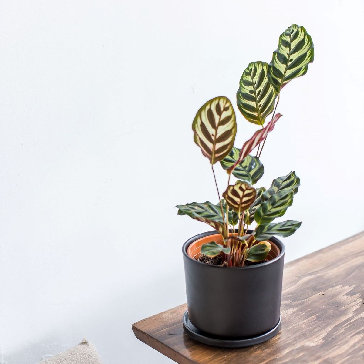 PLANT ME - Macetero Cerámica Negro Dinamarca 19