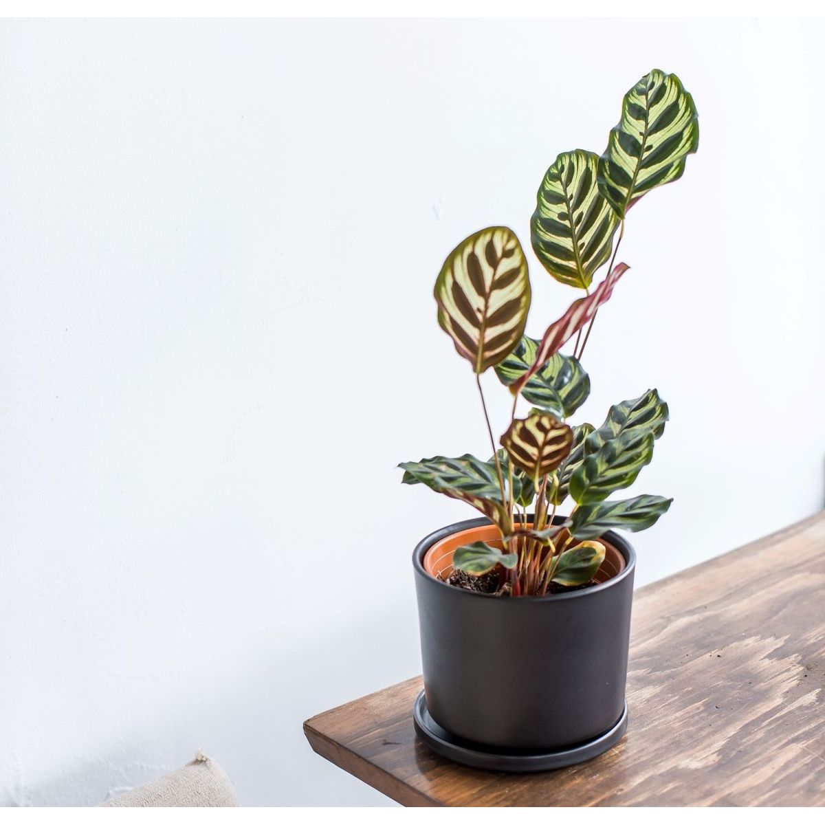 PLANT ME - Macetero Cerámica Negro Dinamarca 19