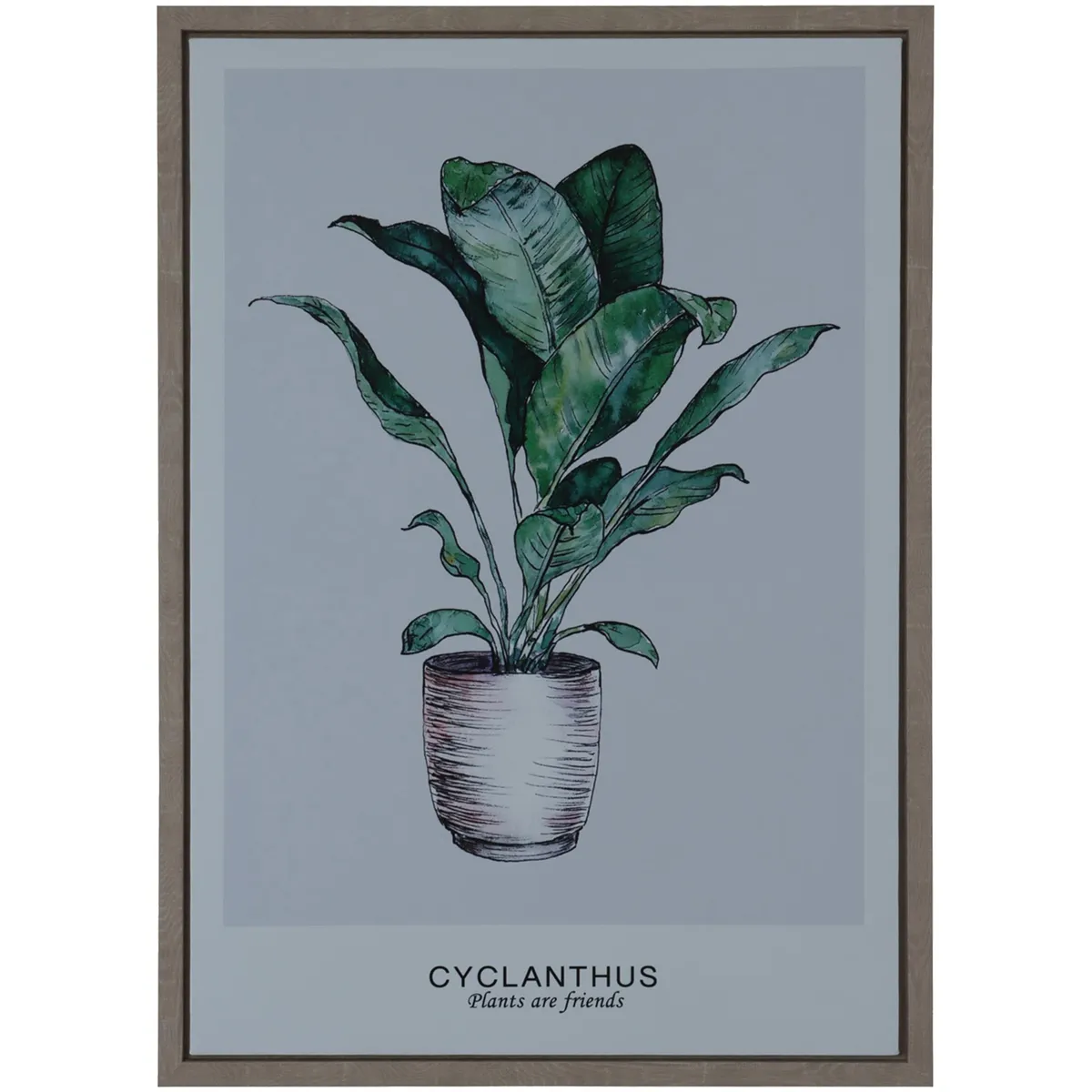 MALLORCA - Cuadro Decorativo Cyclanthus Friend 70 x 50