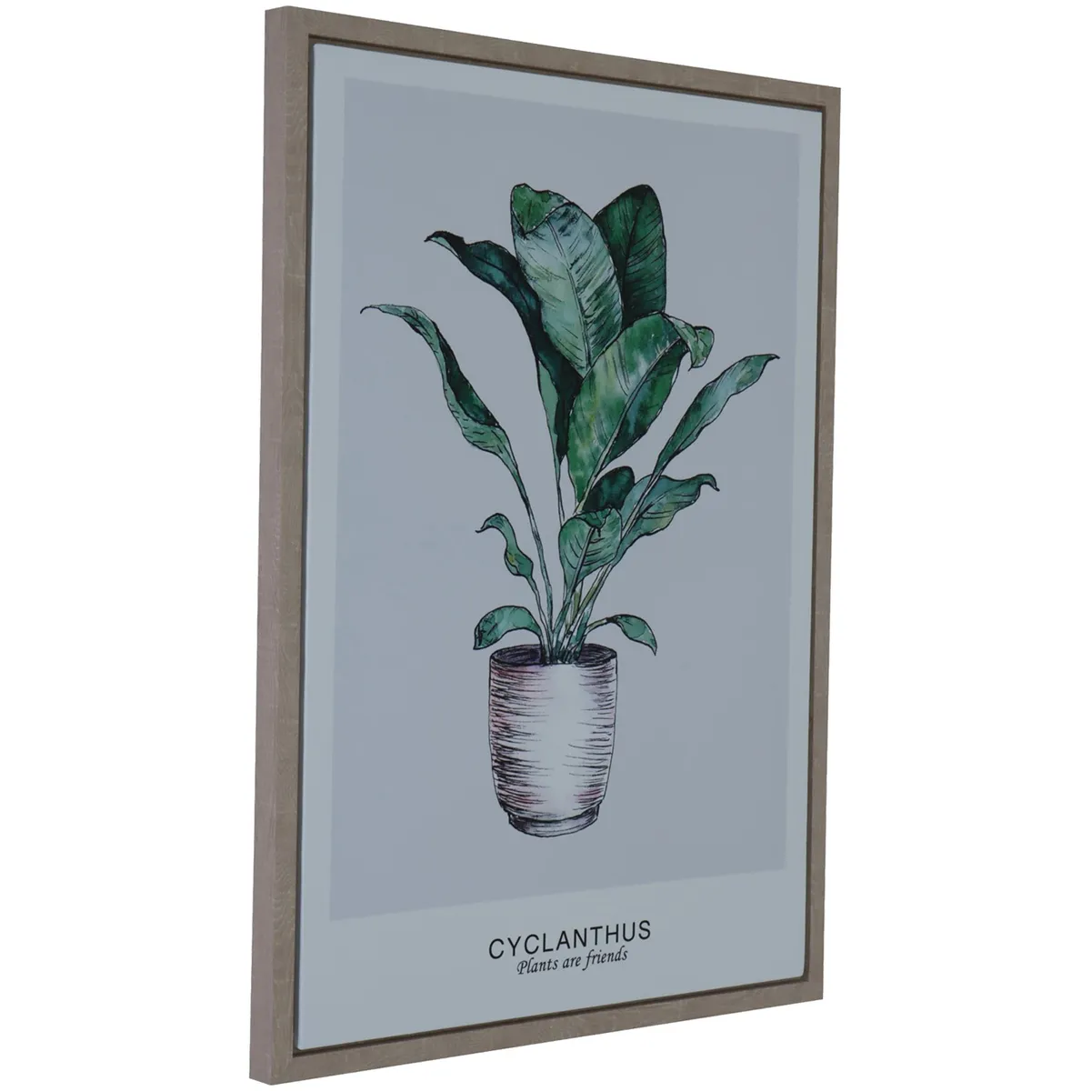 MALLORCA - Cuadro Decorativo Cyclanthus Friend 70 x 50